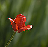 spring photo